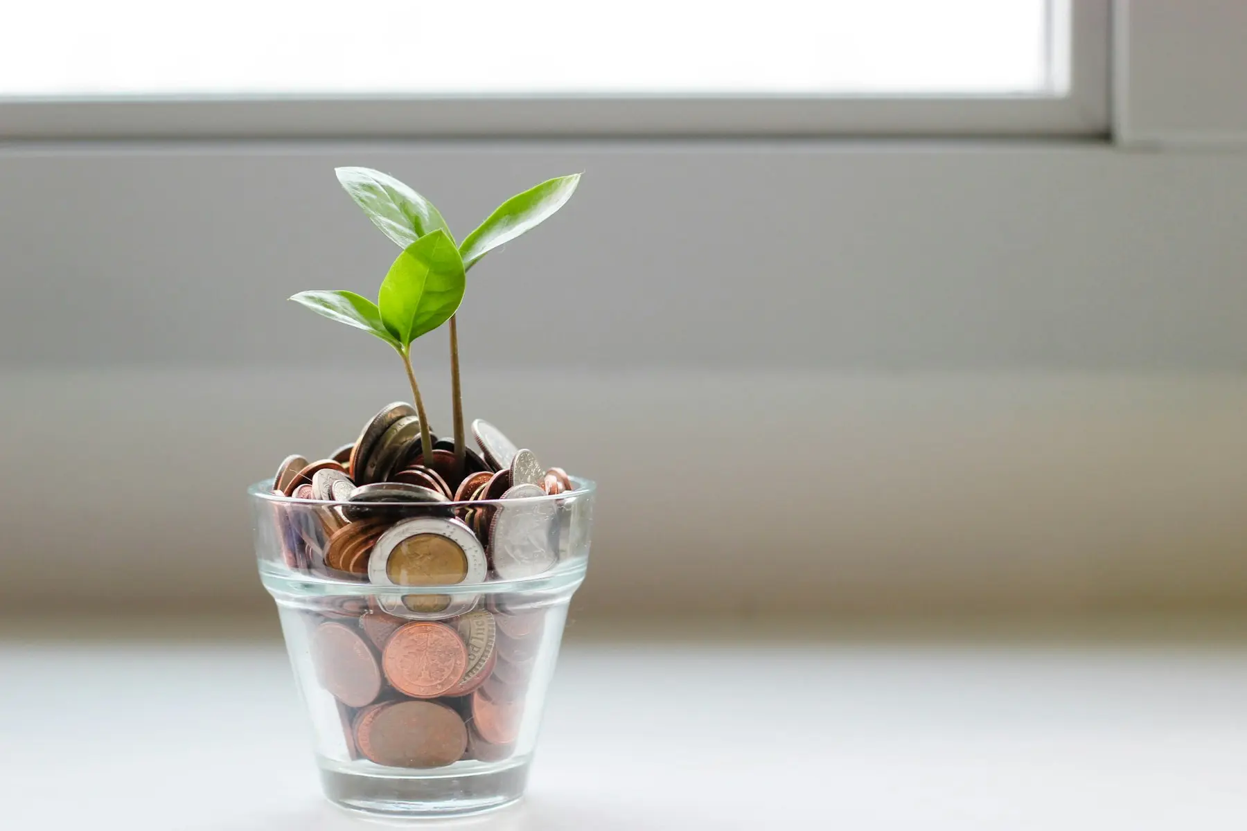 Planta creciendo dentro de un tarro de monedas
