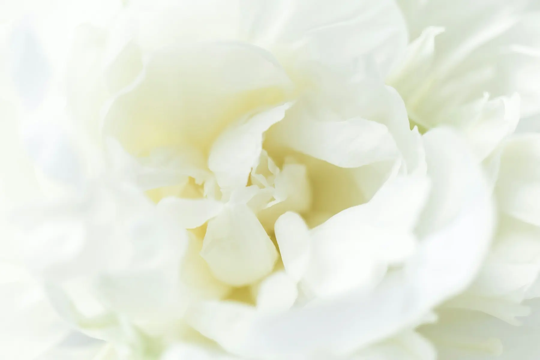 Flores blancas con luz suave